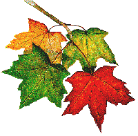 maple
                              leaves